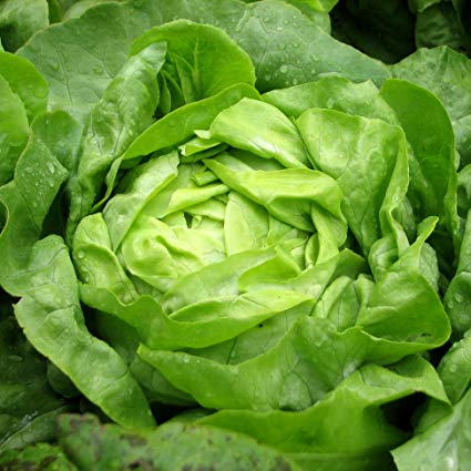 lettuce(1)