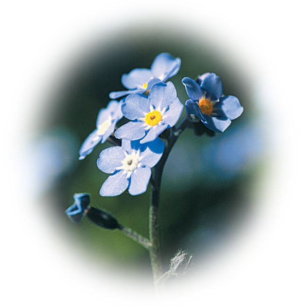 forget-me-not