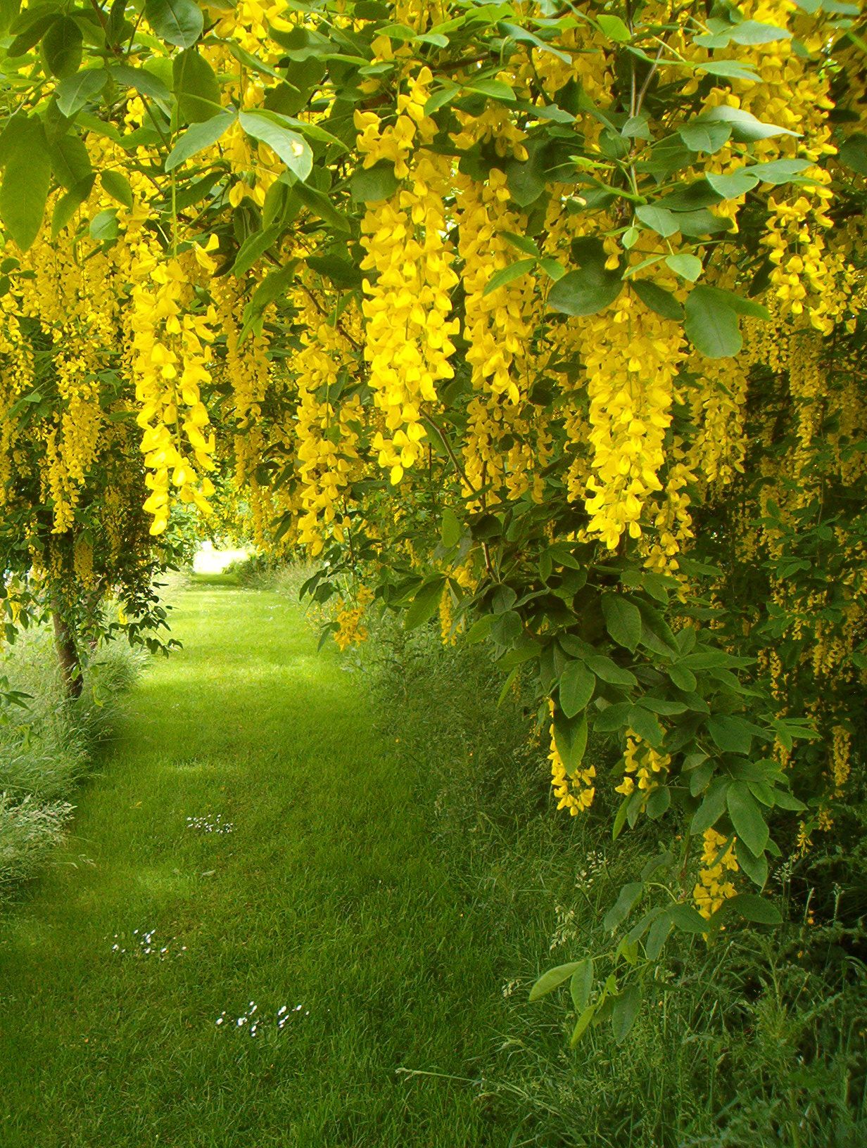 perfect laburnum