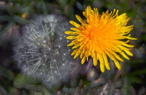 nice picture dandelions