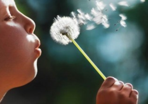 child-blowing-dandelion-500x352