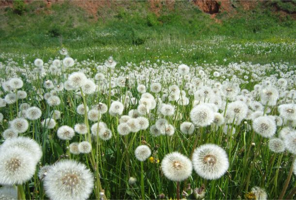 field of dandelions