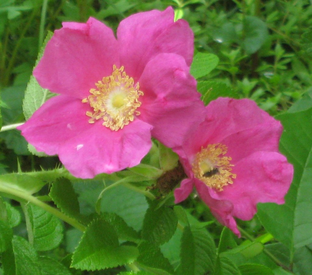 Rose_Rugosa