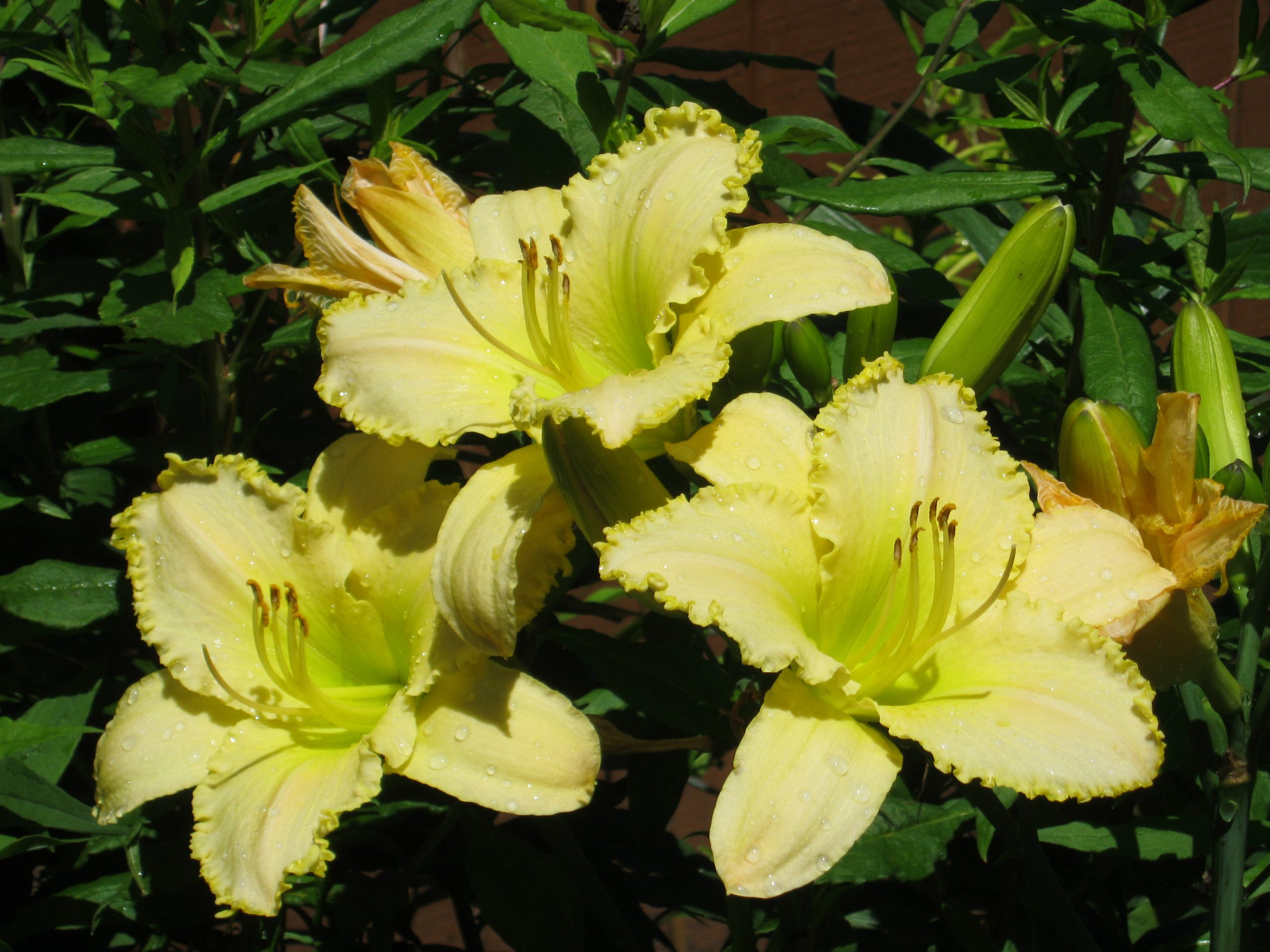 Yellow_Lily