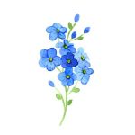 forget-me-not-two
