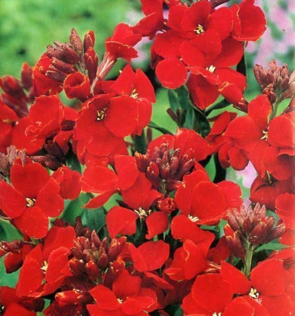 gorgeous red wallflowers