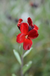single red wallflower