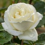 flower-meanings-white-roses-1642620997