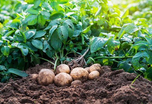 Fresh organic potatoes in the field,harvesting potatoes from soil.