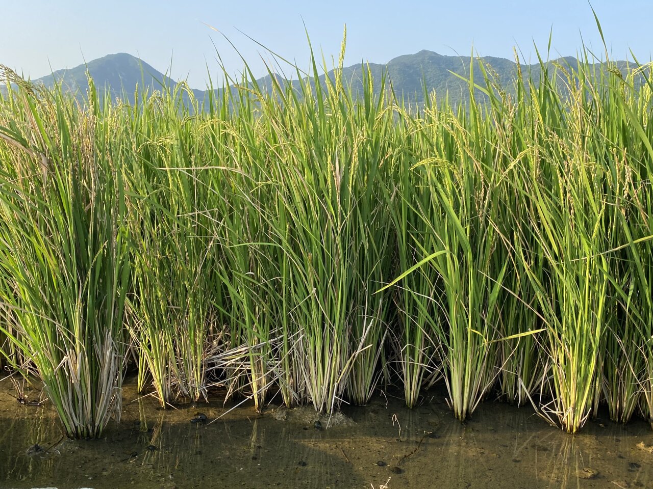 rice plant