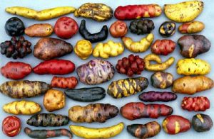 ancient-peru-potato-300x196