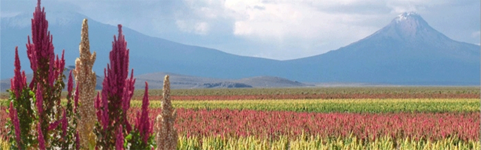 quinoa