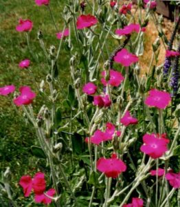 rose campion-lychnis