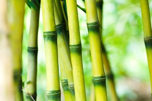 Bamboo - Chusquea.