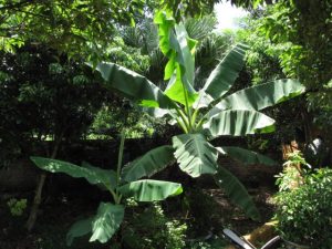 banana_plant_03