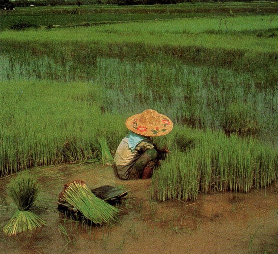 eve planting rice