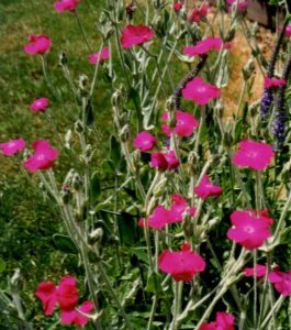 lychnis