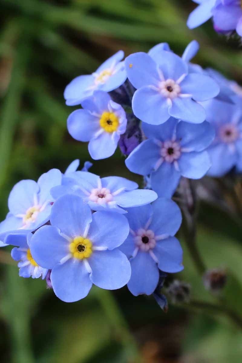 Blue-Forget-Me-Knot-Flowers-Close-Up